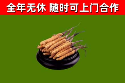 永川回收冬虫夏草